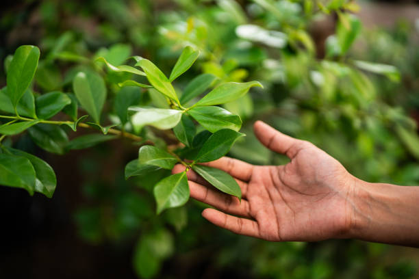 Reliable Monmouth, IL Tree Services Solutions
