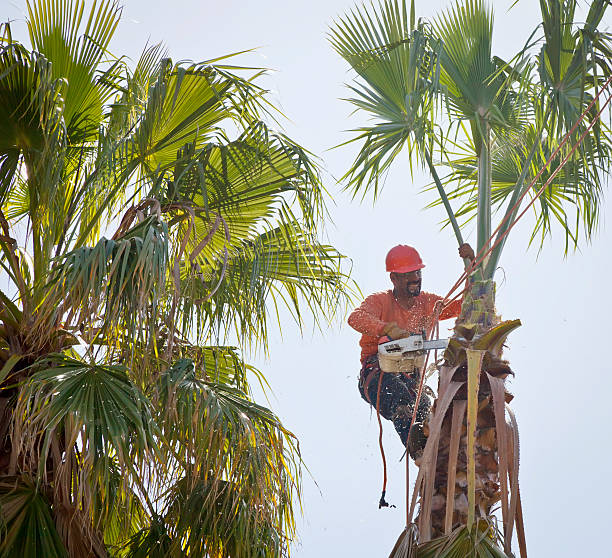 Best Tree Trimming and Pruning  in Monmouth, IL