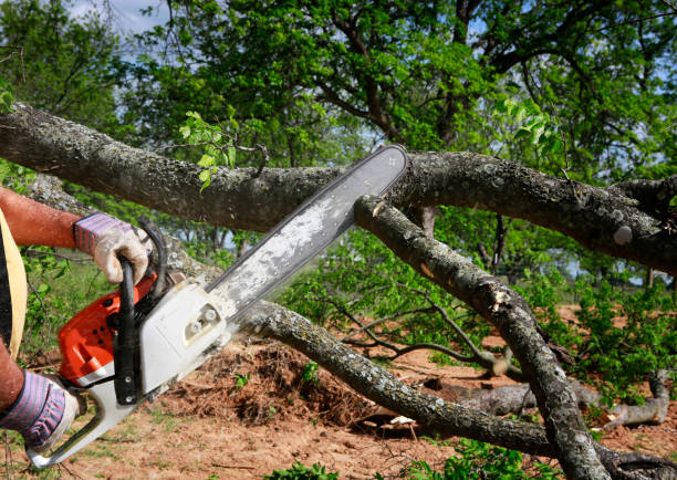 Best Hazardous Tree Removal  in Monmouth, IL